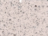 Compac Lactea